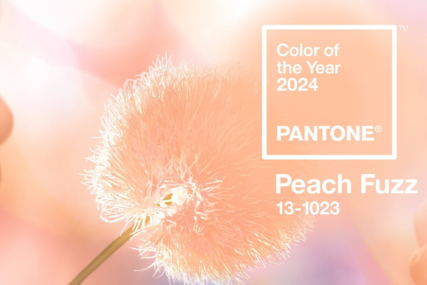 Color of the year 2024